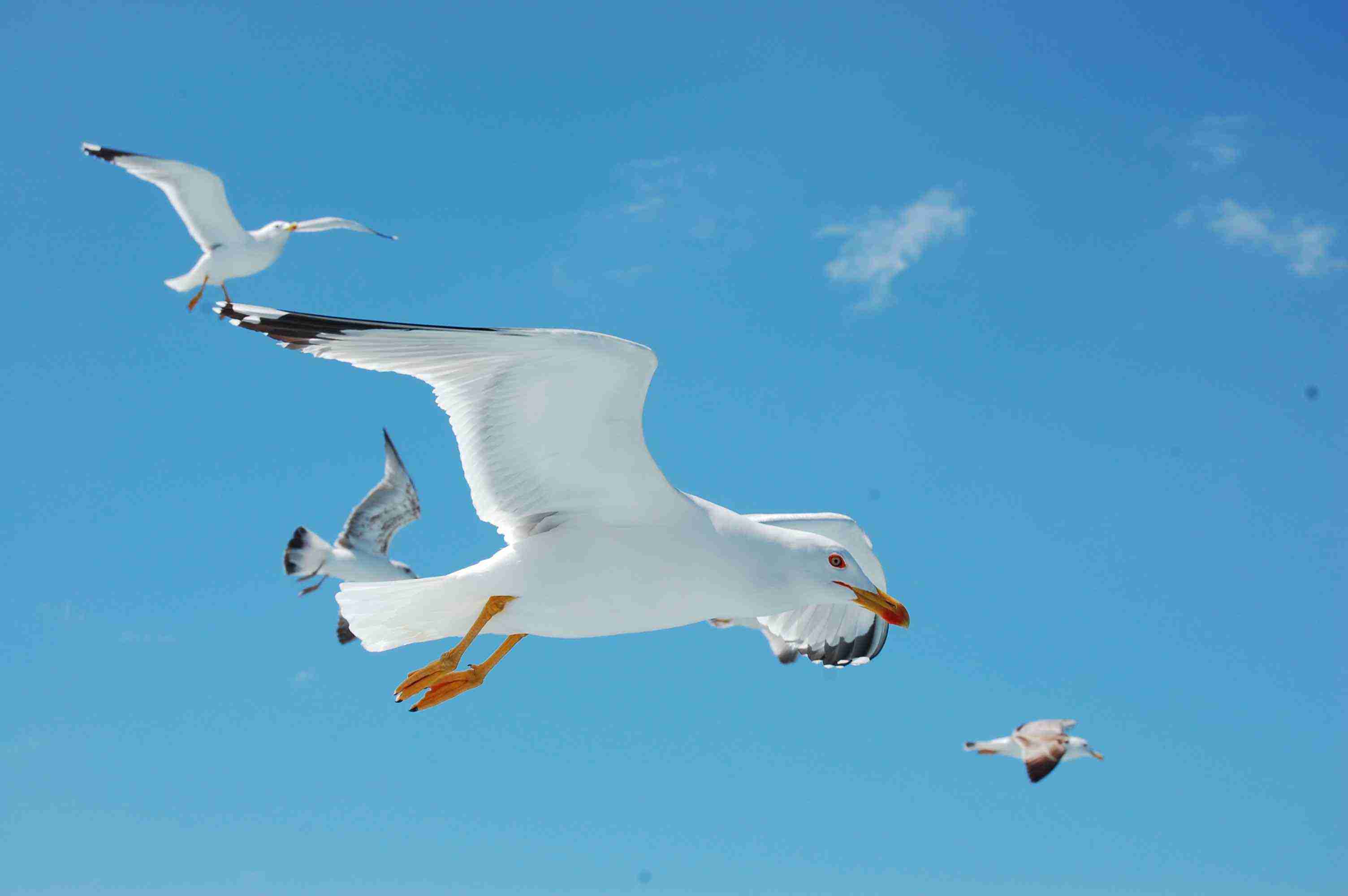 close-up photo of seagulls against a blue sky